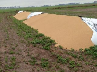 Vandalismo rural: Investigaciones apuntan a disputas entre patrones y empleados despedidos