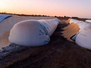 Rompieron 20 silobolsas de la empresa Cargill