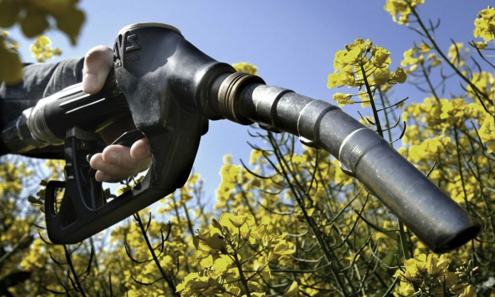 Se generaliza la falta de gasoil en el país