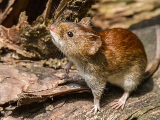 Alerta por hantavirus en la provincia: Una ni�a de 10 a�os muri� y crece la preocupaci�n sanitaria