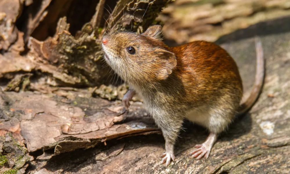 Alerta por hantavirus en la provincia