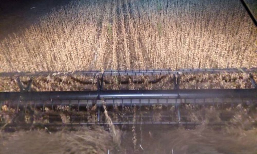 Productor obtuvo 4.500 kilos por hectárea en soja