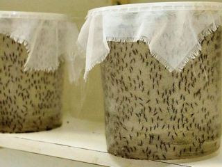 Cientficos prueban tecnologa nuclear para esterilizar mosquitos y acabar con el dengue