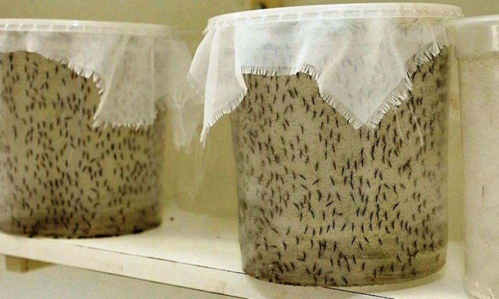 Tecnología nuclear para acabar con el dengue