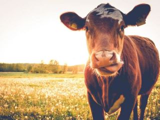 Polmica en el campo: Proponen una tasa al metano que emiten las vacas y el proyecto estalla en rechazo