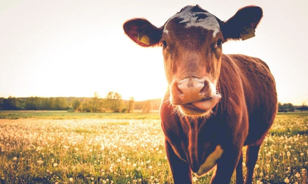 Proponen una tasa al metano que emiten las vacas