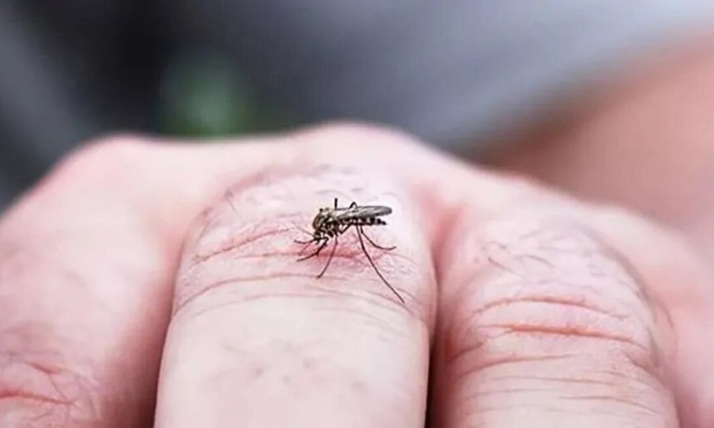 Preocupación por la invasión de mosquitos