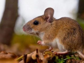 Alerta Sanitaria: Nuevo Caso de Hantavirus en Arrecifes