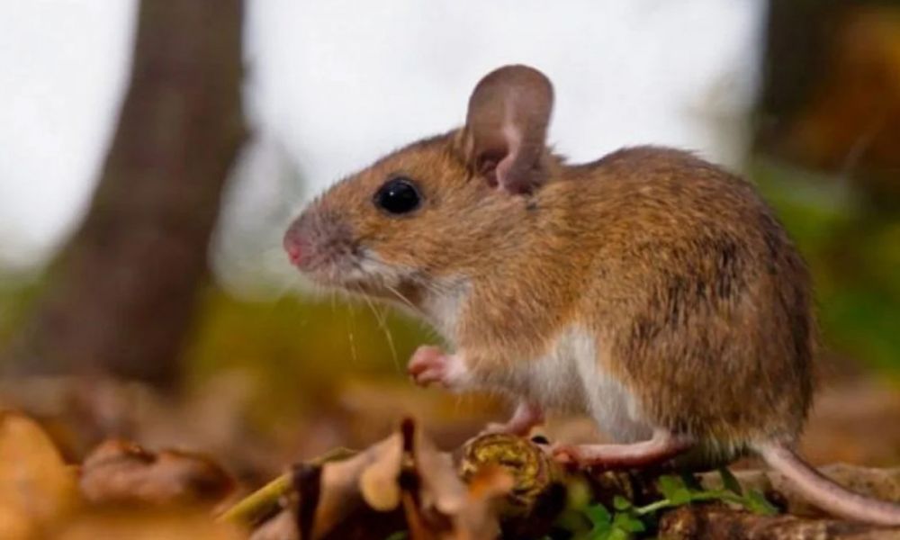 Nuevo Caso de Hantavirus en Arrecifes