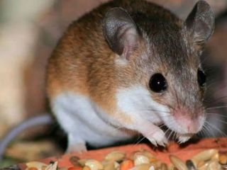 Nuevo caso de Fiebre Hemorrgica Argentina en la regin: ya son 17 en 2024
