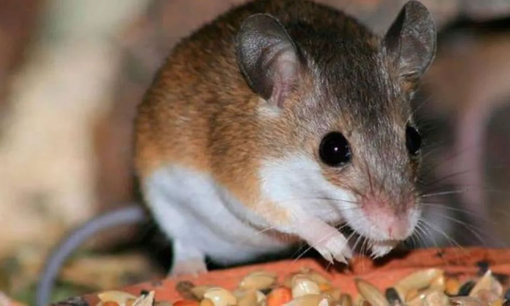 Nuevo caso de Fiebre Hemorrágica Argentina en la región
