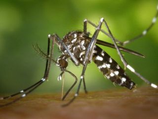Se cuadriplicaron los casos de dengue en la Provincia, en Pergamino ya son 24