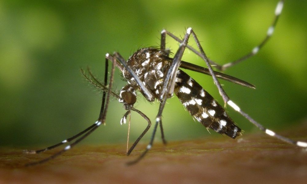 Ya son 24 casos de dengue en Pergamino