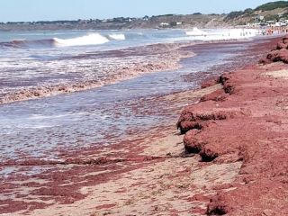Retiran algas rojas de las playas bonaerenses tras una masiva arribazn