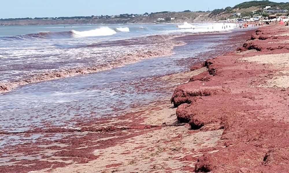 Retiran algas rojas de las playas bonaerenses