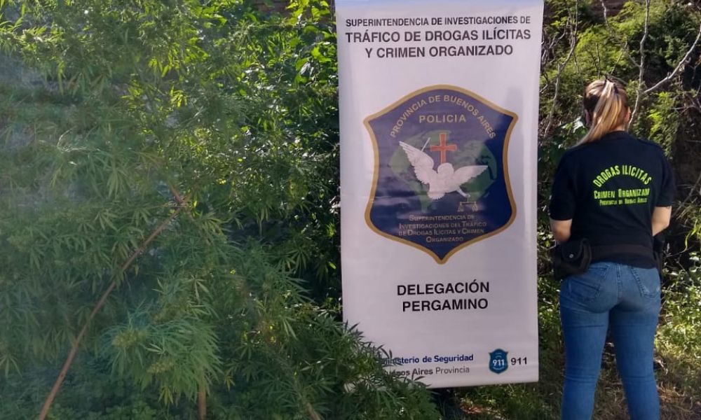 Secuestran gran cantidad de marihuana