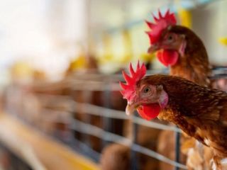 Ya son siete los municipios bonaerenses alcanzados por la gripe aviar