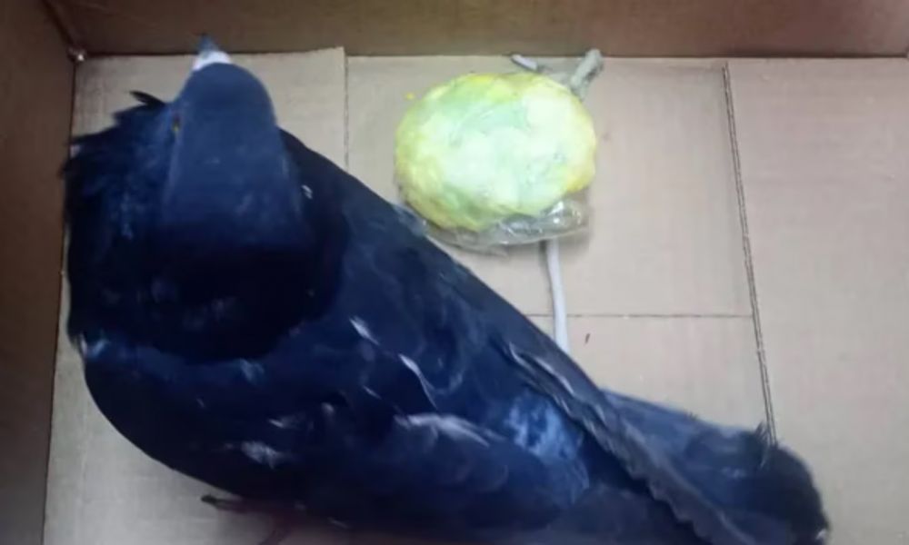 Narcopalomas en Santa Fe