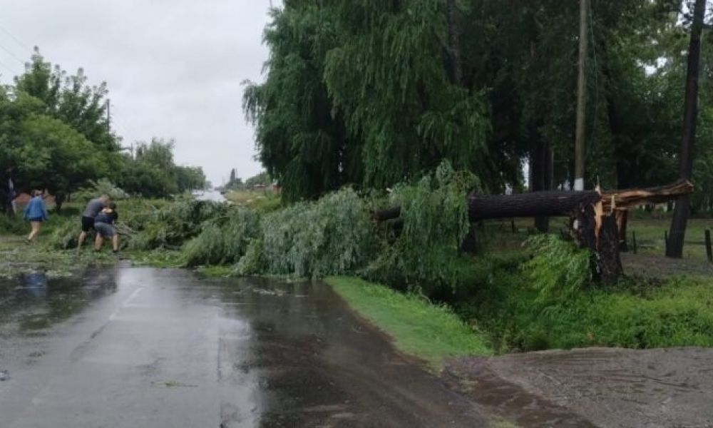 Caída de árboles en La Plata