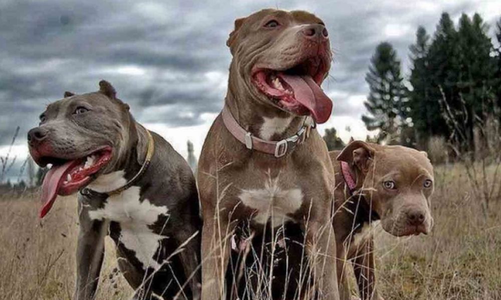 Pitbulls atacaron a una familia mientras paseaba