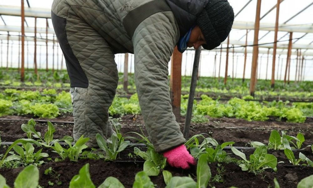 Créditos para pequeños productores agrícolas