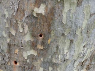 Ataque silencioso en Pergamino: El envenenamiento de los árboles urbanos