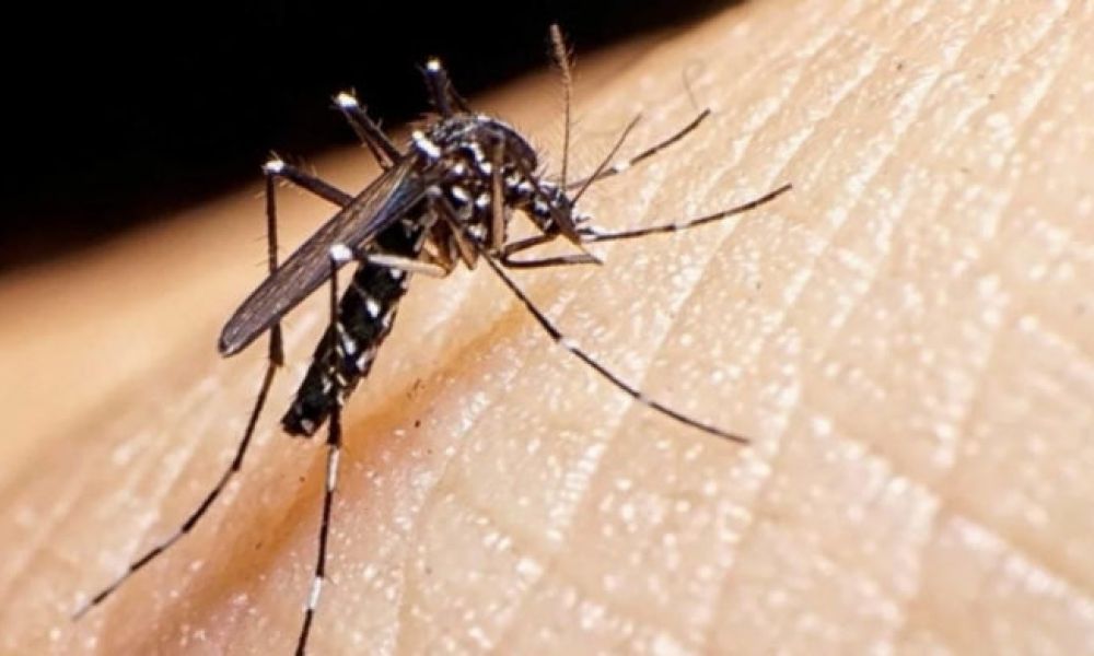 La provincia informó más de 5.500 casos de dengue