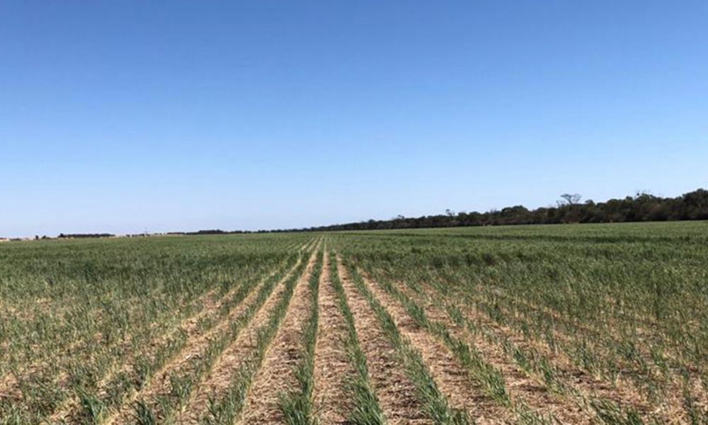 Declaran la Emergencia Agropecuaria en 12 distritos