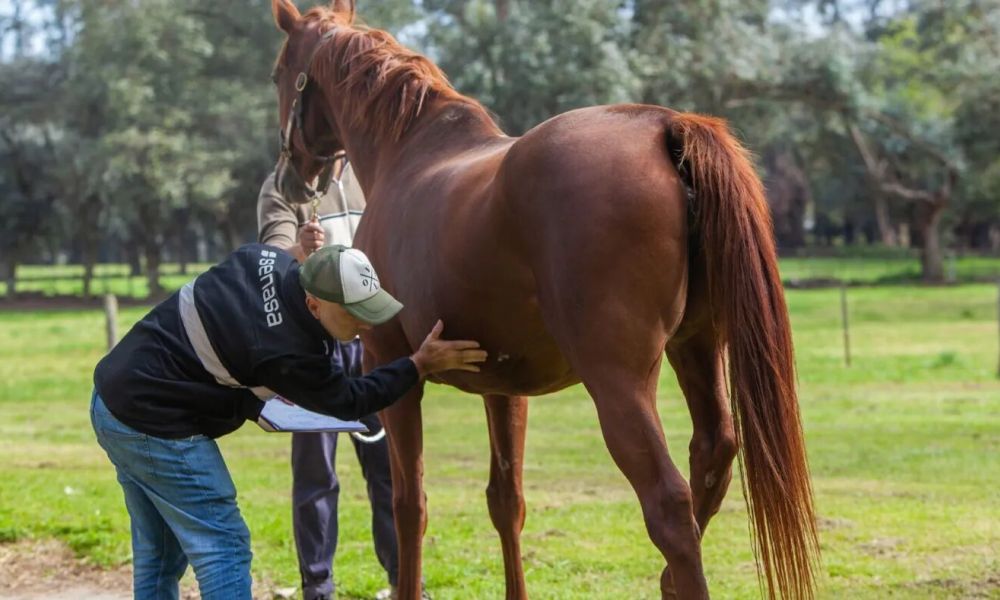 Aumento de casos de encefalomielitis equina