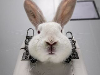 Ningún animal debería sufrir por cosmética: El reclamo que crece en el mundo