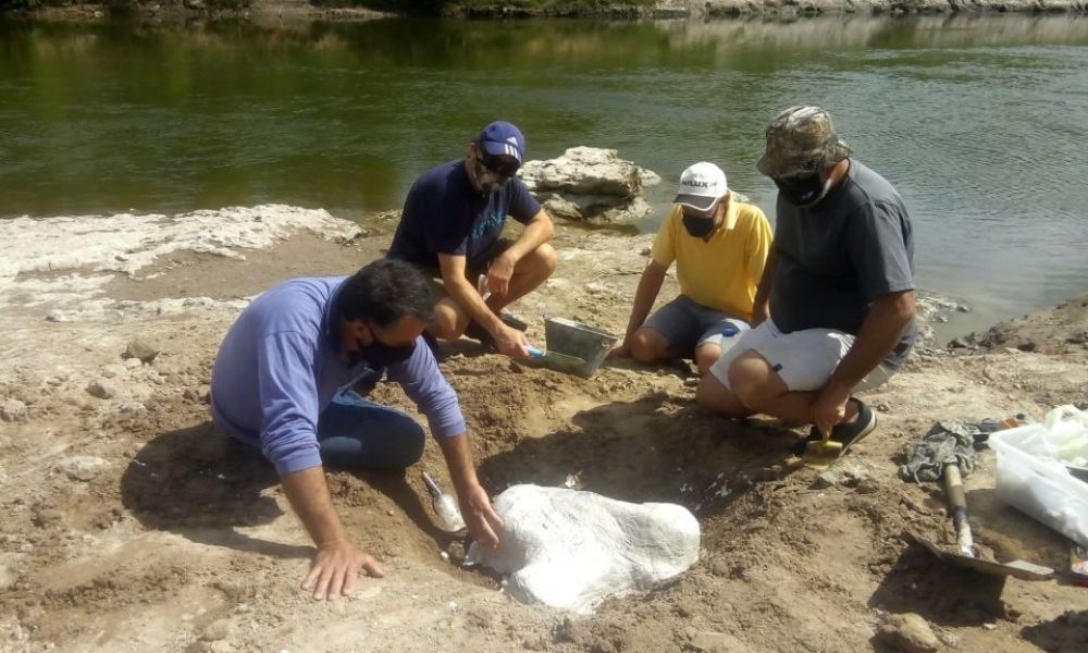 Hallan un molar y partes óseas de un mastodonte