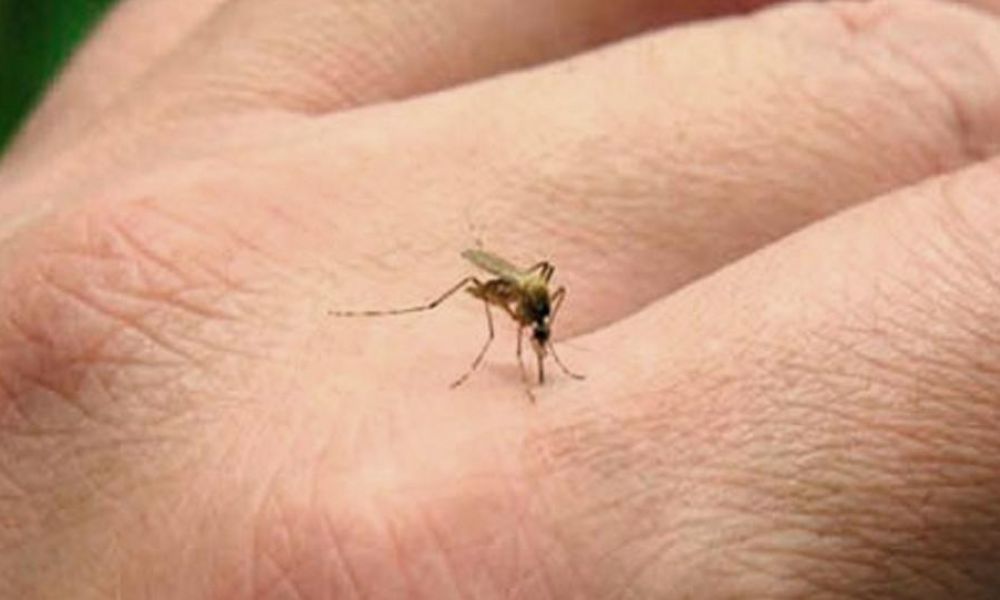 Dengue en Misiones