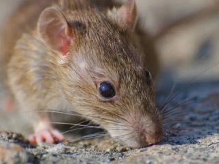 Alerta por hantavirus: Murió un adolescente y crece la preocupación sanitaria