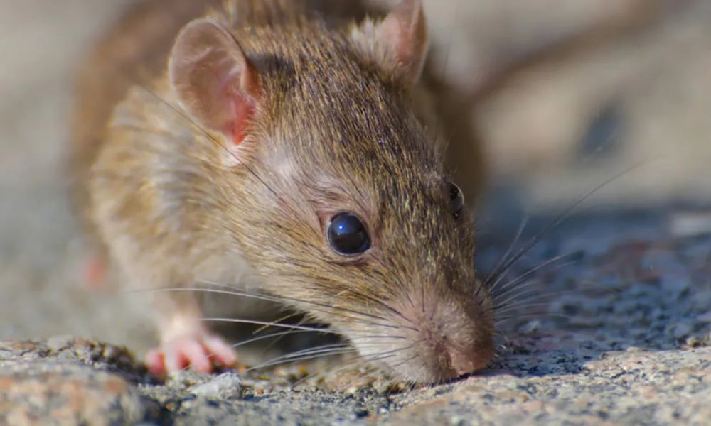 Alerta por hantavirus: Murió un adolescente