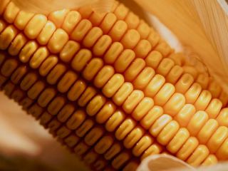 Pergamino vuelve al centro del agro: Será sede del Congreso Nacional de Maíz en su 50° aniversario