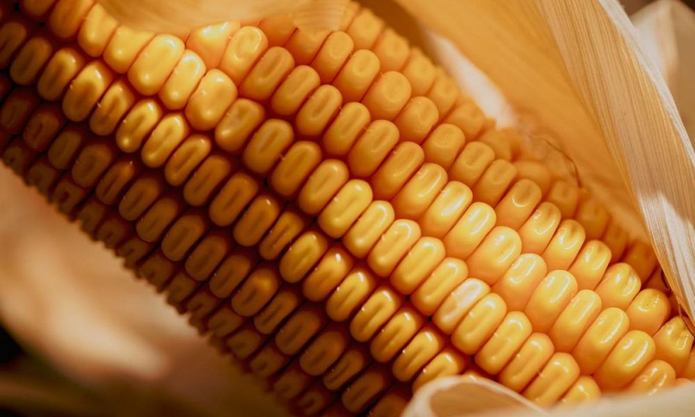 Pergamino será sede del Congreso Nacional de Maíz