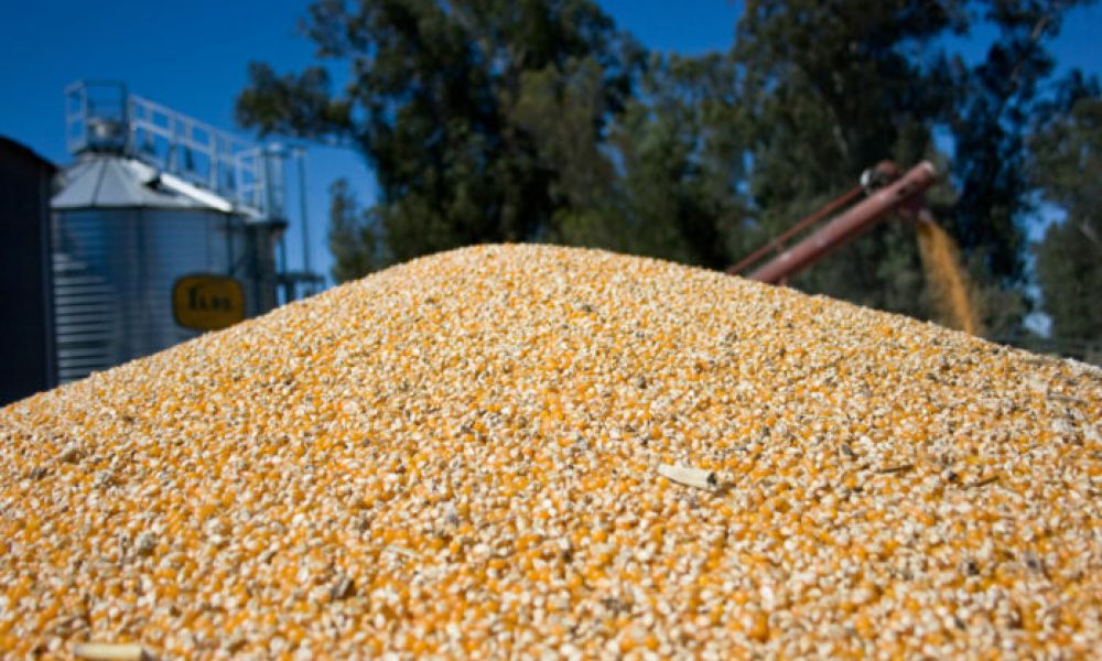 Exportaciones de maíz