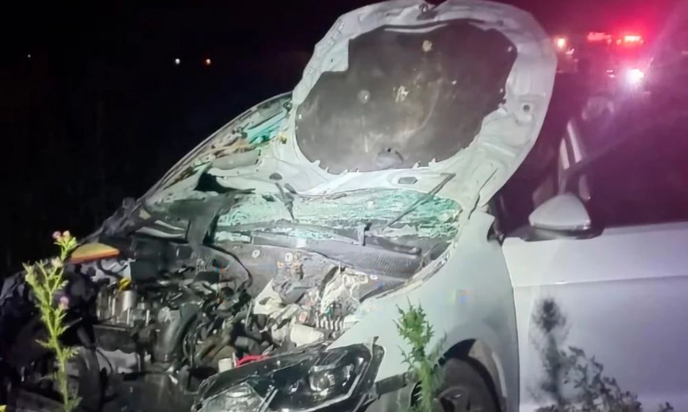 Caballos sueltos en la autopista