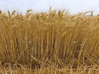 El campo impulsa un crecimiento del 7% y suma casi US$500 millones más