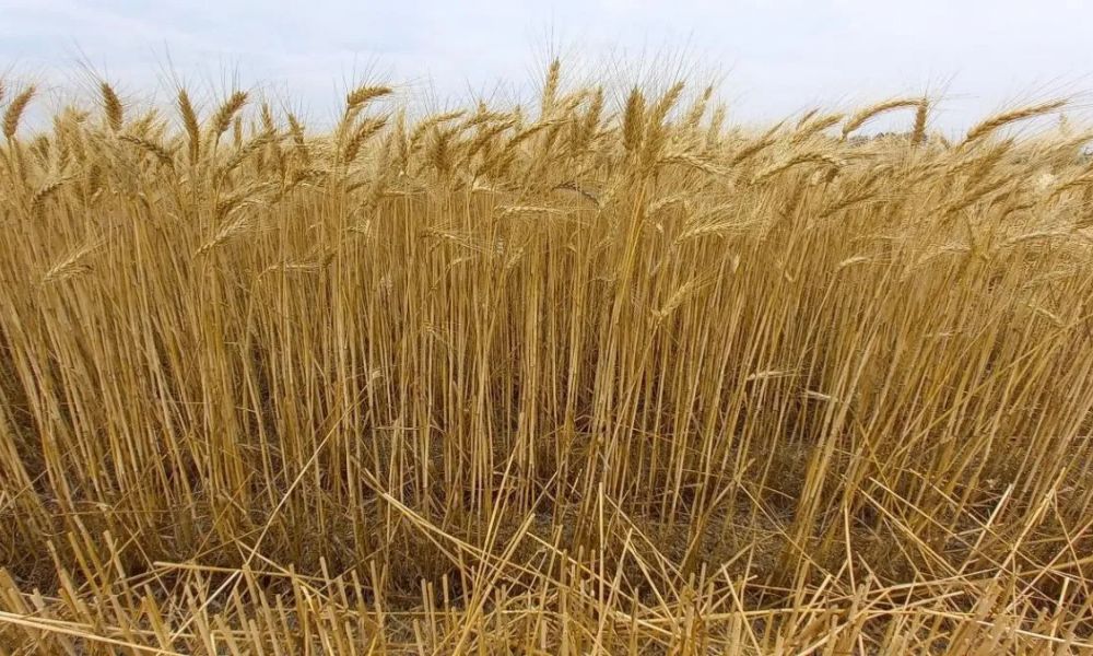 El campo impulsa un crecimiento del 7%