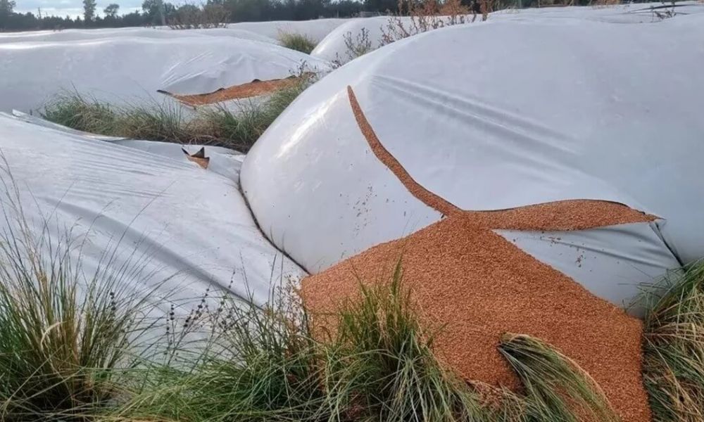 Destrozaron 51 silobolsas de una cooperativa