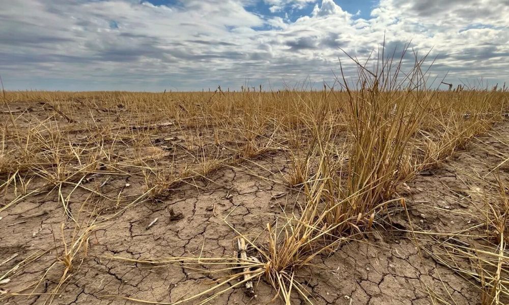 Emergencia Agropecuaria en cinco distritos