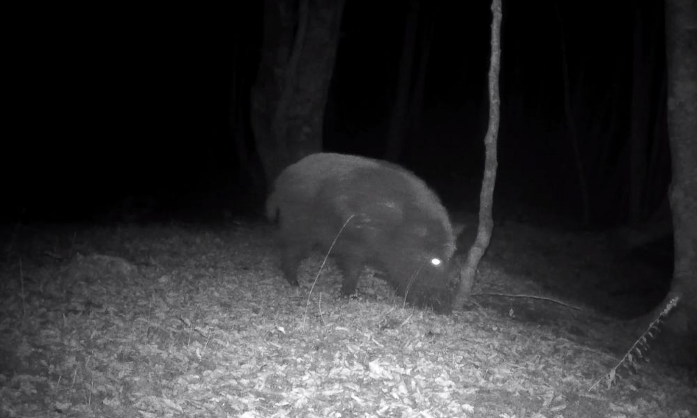 Una cacería de jabalí terminó en muerte
