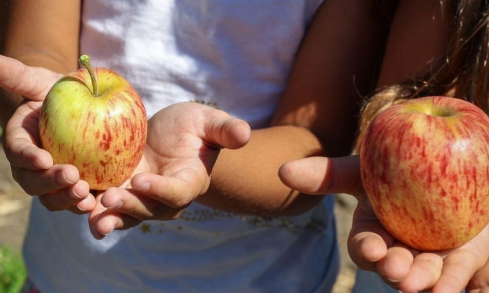 Ley de Alimentación Saludable en las escuelas