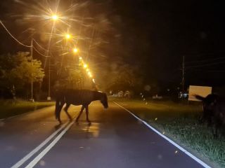 Animales sueltos en Pergamino: Un peligro latente en las rutas y barrios
