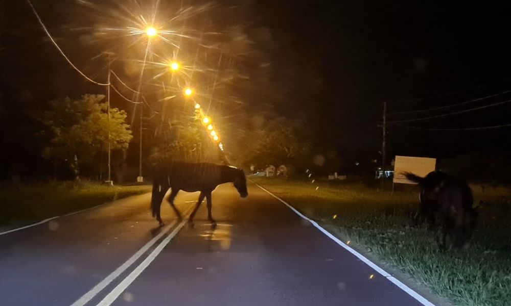 Un peligro latente en las rutas y barrios