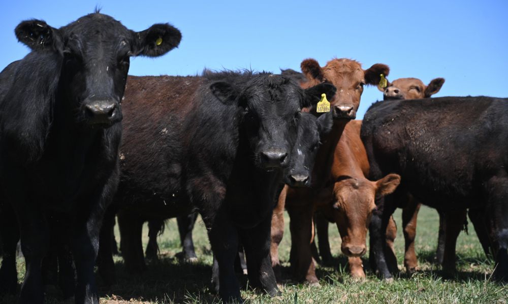 Senasa flexibiliza vacunación por clima extremo