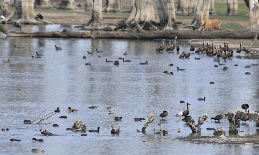 Sacrificaron patos, gansos y gallinas en Puan