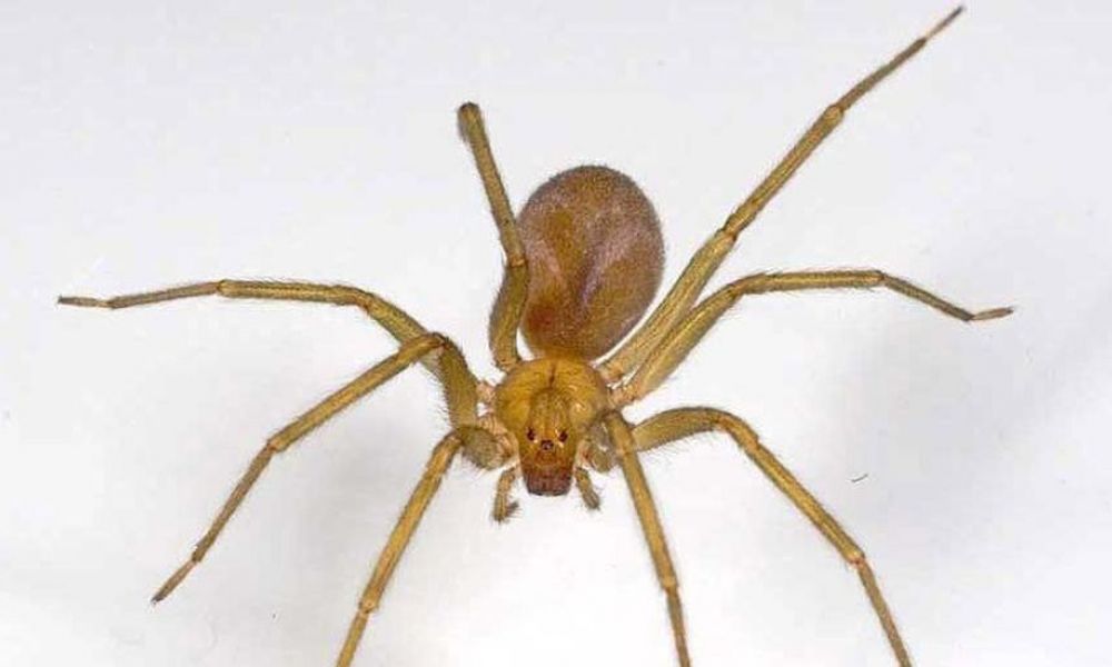 Falleció una niña tras ser picada por una araña