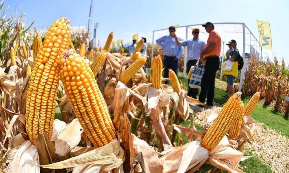 Adelantan operaciones de exportaciones del agro